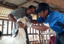 Stok Aman, Hewan Kurban di Jembrana Surplus Jelang Idul Adha 1447 H
