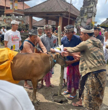Tradisi Wadak di Mengani Kintamani, Anak Sapi Disucikan dan Dilepasliarkan ke Kebun Warga