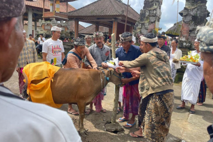 Tradisi Wadak Di Mengani Kintamani, Anak Sapi Disucikan Dan Dilepasliarkan Ke Kebun Warga 1