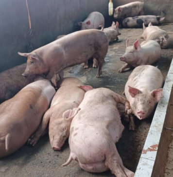 Ancaman ASF Mengintai, Bantuan Disinfektan Tabanan 160 Liter Jauh dari Kebutuhan 720 Liter