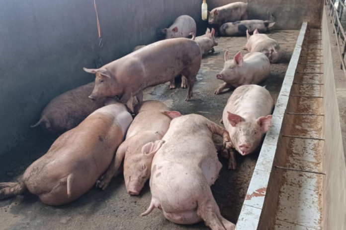Ancaman ASF Mengintai, Bantuan Disinfektan Tabanan 160 Liter Jauh Dari Kebutuhan 720 Liter 2