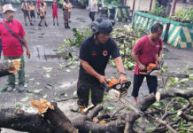Angin Puting Beliung Sebabkan Pohon Tumbang hingga Atap Beterbangan di Imam Bonjol