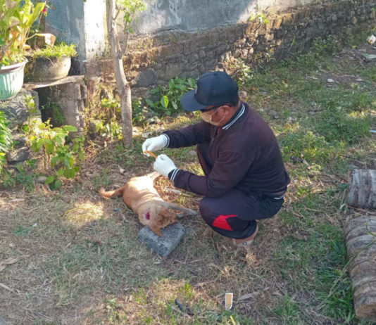 Anjing Gigit Tiga Warga Tegal Badeng Timur Positif Rabies