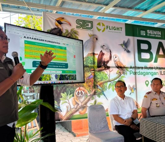 Belasan Monyet Ekor Panjang Peliharaan Warga Bali Diserahkan ke BKSDA