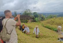 Dari Tebuk Lesung hingga Manyi, Jatiluwih Festival jadi Magnet Wisatawan