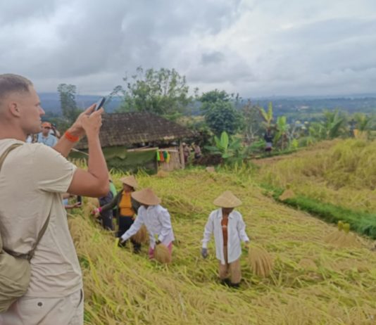 Dari Tebuk Lesung hingga Manyi, Jatiluwih Festival jadi Magnet Wisatawan