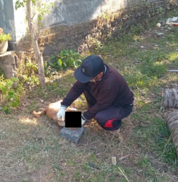 Diduga Rabies, Anjing di Tegalbadeng Timur Gigit 3 Warga Kemudian Mati