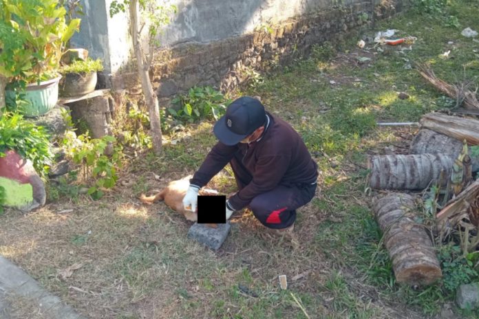 Diduga Rabies, Anjing Di Tegalbadeng Timur Gigit 3 Warga 1