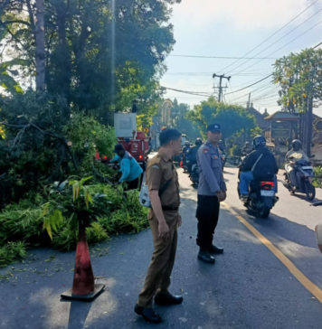 Dinas PUPR Bersama Polsek Gianyar Antisipasi Pohon Tumbang