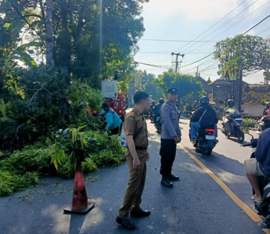 Dinas PUPR Bersama Polsek Gianyar Antisipasi Pohon Tumbang