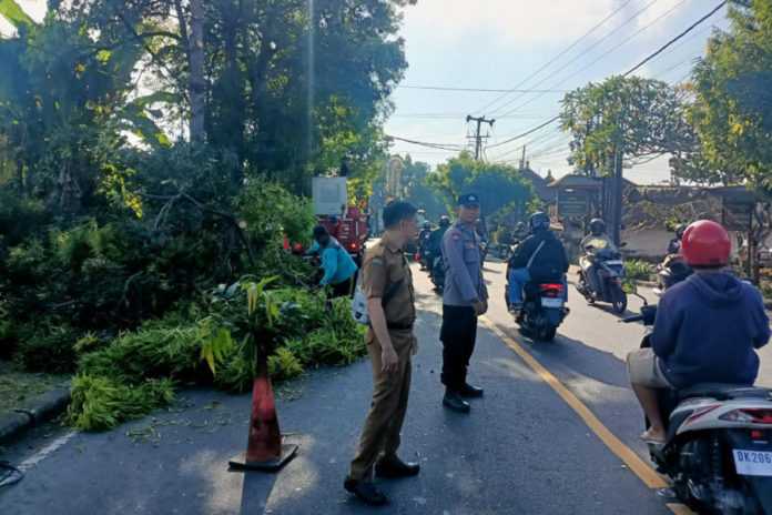 Dinas PUPR Bersama Polsek Gianyar Antisipasi Pohon Tumbang 1