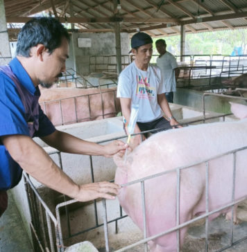 Empat Kecamatan Kekurangan Pasokan Babi, Distribusi Antarwilayah Disiapkan Jelang Galungan
