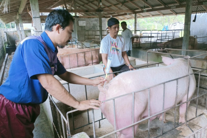 Empat Kecamatan Kekurangan Pasokan Babi, Distribusi Antarwilayah Disiapkan Jelang Galungan 1