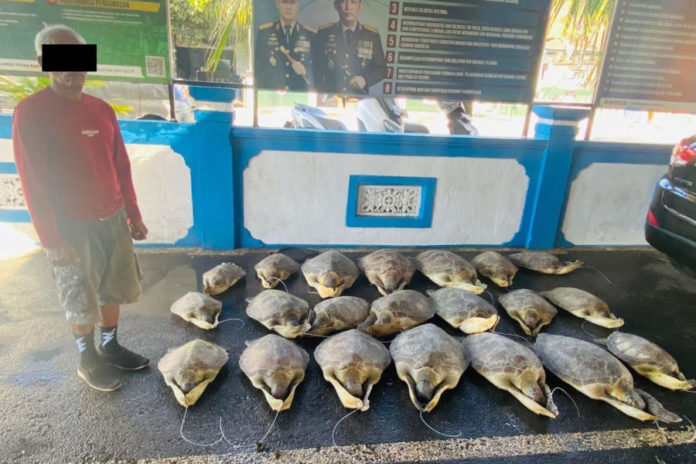 Gagalkan Penyelundupan 21 Penyu Hijau Di Pantai Pegametan Buleleng, Polisi Masih Buru Dua Pelaku 1