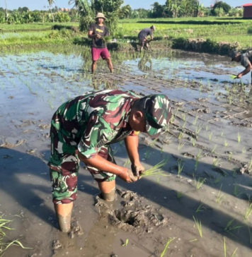 Gerakan Tanam Padi di Sukawati, Distan Genjot Produksi dan Perkuat Ketahanan Pangan