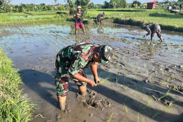 Gerakan Tanam Padi Di Sukawati, Upaya Distan Gianyar Genjot Produksi Dan Perkuat Ketahanan Pangan 1