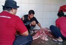 Jelang Galungan, Pemotongan Babi di RPH Pesanggaran Tembus 640 Ekor