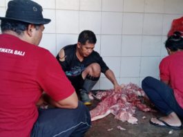 Jelang Galungan, Pemotongan Babi di RPH Pesanggaran Tembus 640 Ekor