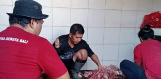 Jelang Galungan, Pemotongan Babi di RPH Pesanggaran Tembus 640 Ekor
