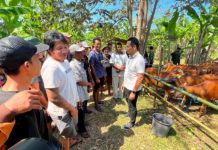 Jembrana Targetkan Jadi Sentra Ternak Kambing di Bali