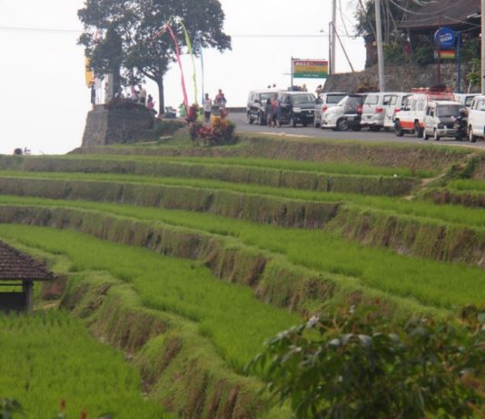Parkir Terpusat di Jatiluwih Dikebut, Target Rampung 2027
