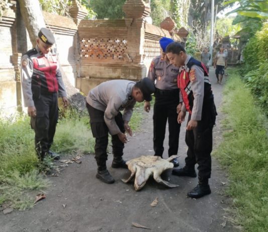 Penyu Lekang Dievakuasi dari Aliran Irigasi Subak Umadewa Keramas