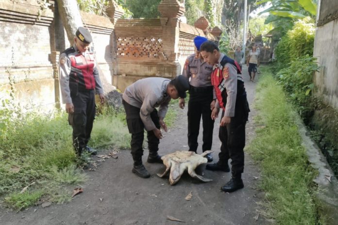 Penyu Lekang Dievakuasi Dari Aliran Irigasi Subak Umadewa Keramas 1