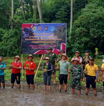 Perkuat Swasembada Pangan, Kodim 1616/Gianyar dan Pemdes Sidan Tanam Padi Organik di Subak Labak