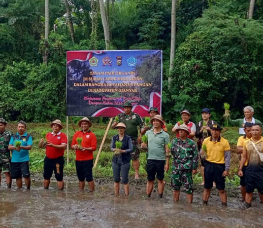 Perkuat Swasembada Pangan, Kodim 1616/Gianyar dan Pemdes Sidan Tanam Padi Organik di Subak Labak