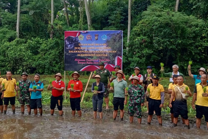 Perkuat Swasembada Pangan, Kodim 1616/Gianyar Dan Pemdes Sidan Tanam Padi Organik Di Subak Labak 1