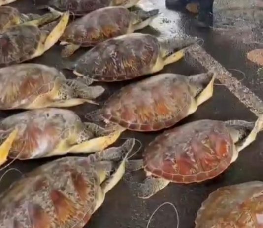 Puluhan Penyu Selundupan akan Dijual ke Denpasar