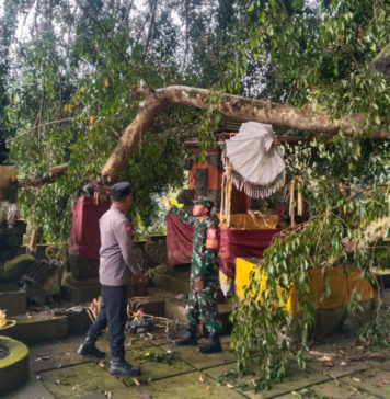 Ranting Pohon Beringin Patah Timpa Pelinggih Pura Dalem Pingit Samplangan