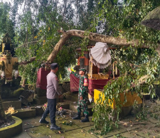 Ranting Pohon Beringin Patah Timpa Pelinggih Pura Dalem Pingit Samplangan