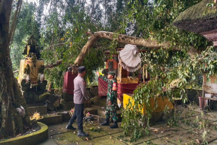 Ranting Pohon Beringin Patah Timpa Pelinggih Pura Dalem Pingit Samplangan 1