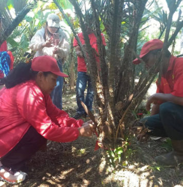 Salak Khas Pupuan Didaftarkan Jadi Varietas Tanaman Resmi