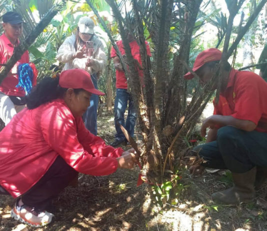 Salak Khas Pupuan Didaftarkan Jadi Varietas Tanaman Resmi