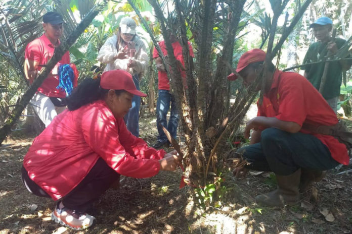Salak Khas Pupuan Didaftarkan Jadi Varietas Tanaman Resmi 1