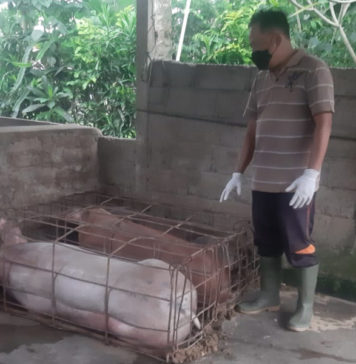 Stok Babi di Bangli Dipastikan Aman, Jelang Galungan Kesehatan Ternak Mulai Dicek