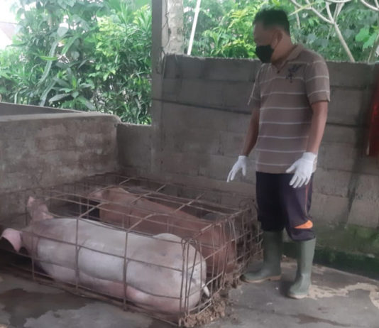 Stok Babi di Bangli Dipastikan Aman, Jelang Galungan Kesehatan Ternak Mulai Dicek