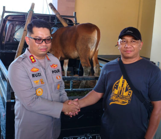 Terekam CCTV Angkut Sapi Curian, Pelaku Ditangkap di Pacung