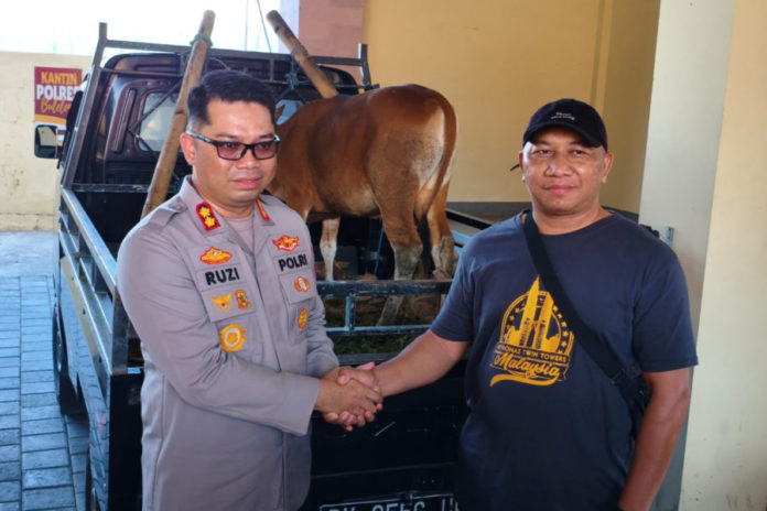 Terekam CCTV Angkut Sapi Curian, Pelaku Ditangkap Di Pacung 1