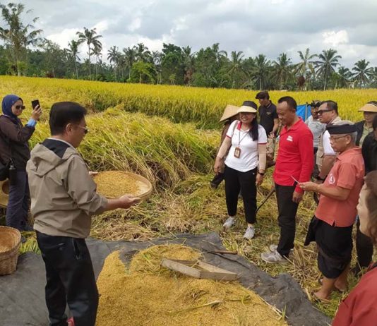 Tingkatkan Pendapatan Petani dan Lestarikan Subak, Konjen Jepang Tinjau ‘JICA Grassroots’ di Tegallalang