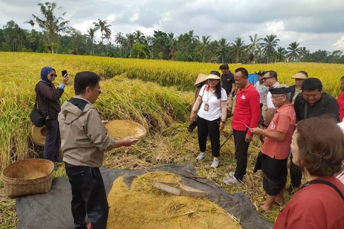 Tingkatkan Pendapatan Petani Dan Lestarikan Subak, Konjen Jepang Tinjau 'JICA Grassroots' Di Tegallalang 1