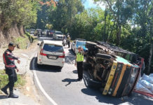 Truk Pupuk Sekam Terguling di Jalur Penelokan