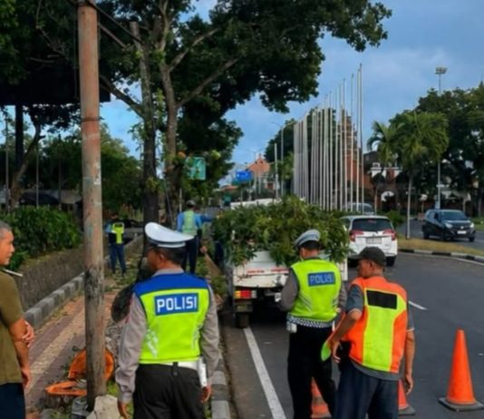 Angin Kencang, Polres Bandara Ngurah Rai Imbau Masyarakat Waspadai Pohon Tumbang