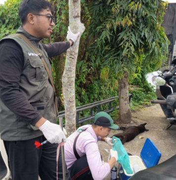 Anjing yang Gigit Tiga Warga Positif Rabies