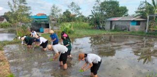 Antisipasi Dampak Perubahan Iklim, Petani di Denpasar Didorong Tanam Padi Cakrabuana Agritan