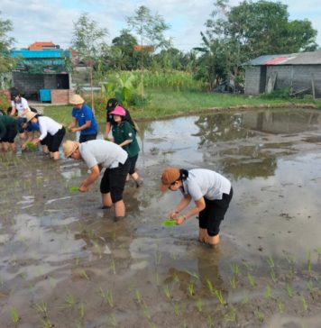 Antisipasi Dampak Perubahan Iklim, Petani di Denpasar Didorong Tanam Padi Cakrabuana Agritan