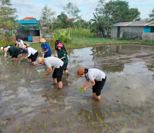 Antisipasi Dampak Perubahan Iklim, Petani di Denpasar Didorong Tanam Padi Cakrabuana Agritan