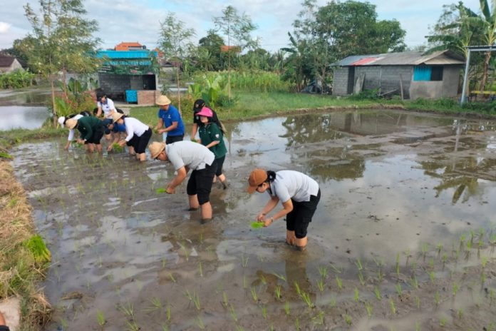 Antisipasi Dampak Perubahan Iklim, Petani Di Denpasar Didorong Tanam Padi Cakrabuana Agritan 1
